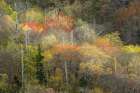 Spring foliage on mountain forest, Great Smoky Mountains National Park, Tennessee Art Print